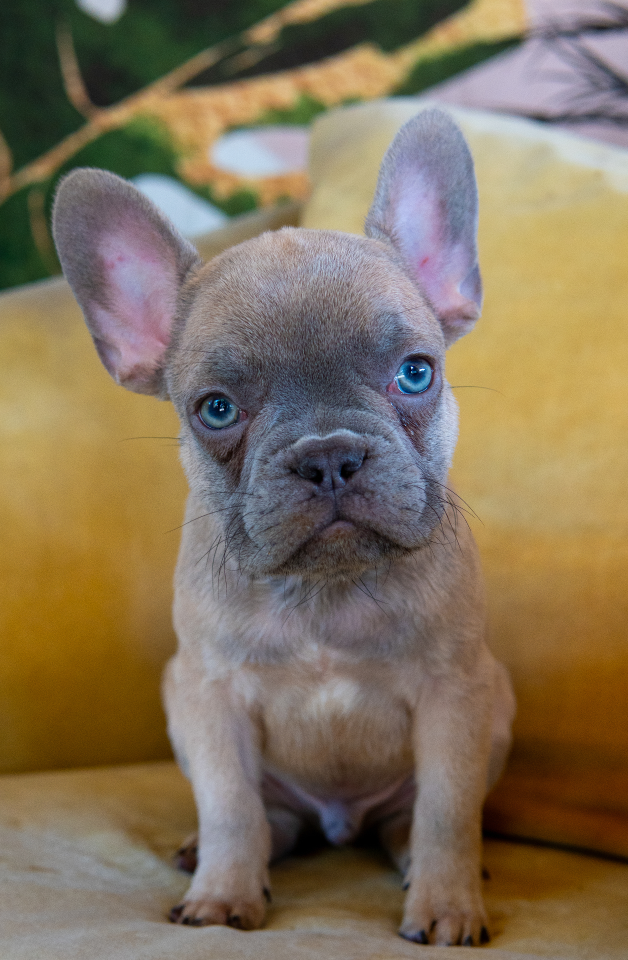 Cooper — Lilac Fawn • Male